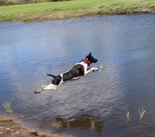 Black and white German Shorthair Pointer jumping into a pond